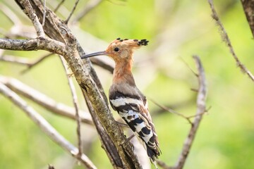 Eurasian Hoopoe Perched on Branch in Sri Lanka Wild Nature © Bossa Art