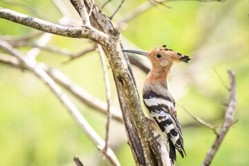 Eurasian Hoopoe Perched on Branch in Sri Lanka Wild Nature © Bossa Art