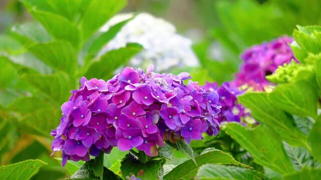 Hortensia (Hydrangea, bunga bokor, bunga masamba) flower. Hydrangea macrophylla is endemic to Japan, where it occurs in coastal habitats from Honshu southwards.