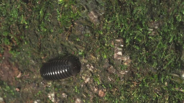 Black Pill Millipede Crawling on Mossy Tree Bark in Thailand