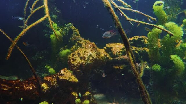A close up, underwater shot of a group of brook trout swimming together in a natural, cool water stream. The fish display their distinctive speckled patterns and vibrant colors, with sunlight filterin