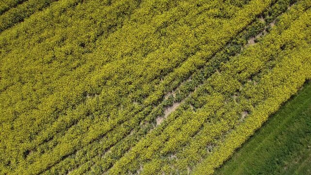 Cinematic top down aerial drone footage of a bright yellow rapeseed field beside a freshly plowed agricultural field. Natural geometric patterns, crop textures, and parallel farming lines.