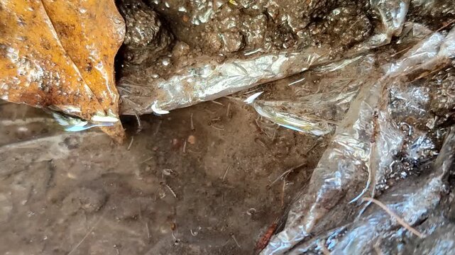 Mosquito larvae in a clear water puddle with a plastic base on the ground