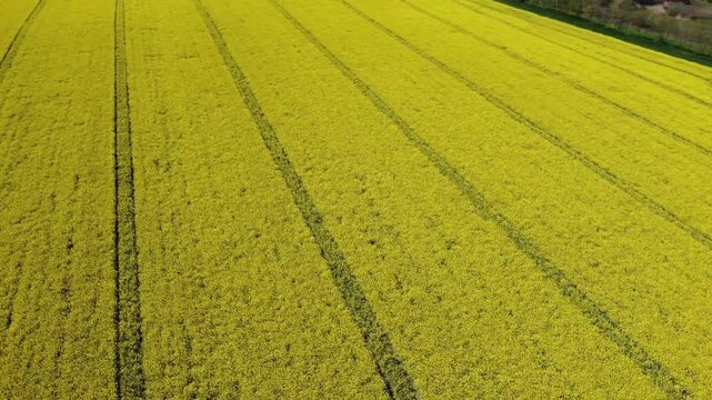 Cinematic top down aerial drone footage of a bright yellow rapeseed field beside a freshly plowed agricultural field. Natural geometric patterns, crop textures, and parallel farming lines.