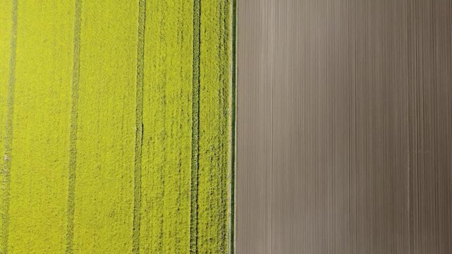 Cinematic top down aerial drone footage of a bright yellow rapeseed field beside a freshly plowed agricultural field. Natural geometric patterns, crop textures, and parallel farming lines.