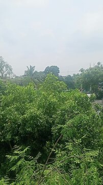 Natural bibe for hreen bibe High quality image