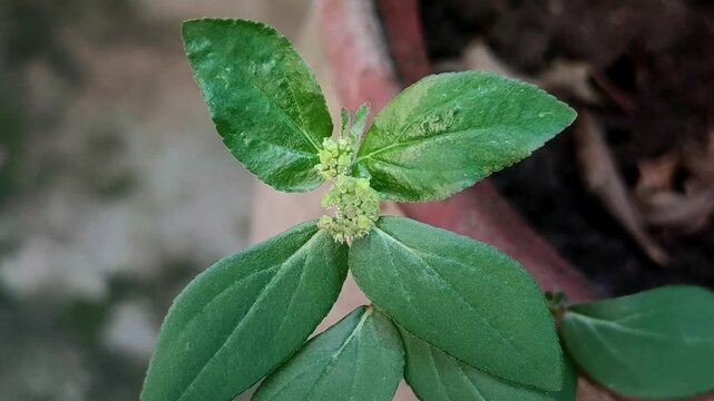 Euphorbia hirta or patikan kebo (pill-bearing spurge, asthma plant, hairy spurge, garden spurge, or pillpod sandman). This plant is often used as a medicinal herb.