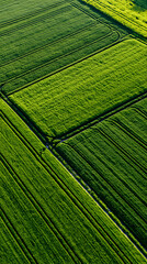 Fototapeta premium Aerial view of vibrant green agricultural fields with geometric farmland patterns and natural rural landscape.