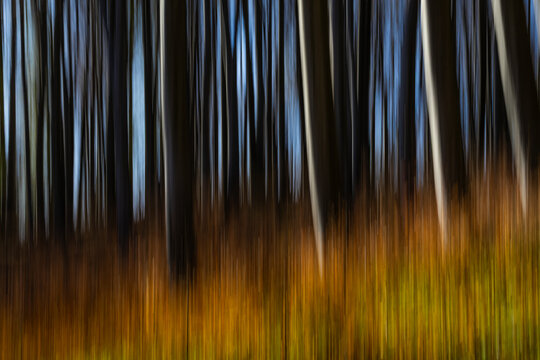 A Creative and Impressionistic Long Exposure of Autumn Trees