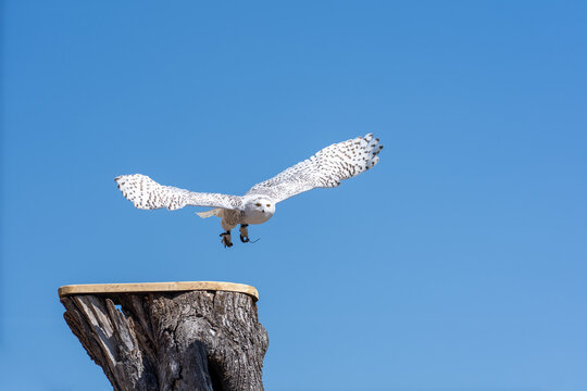 Schnee Eule startet den Flug von einer Plattform