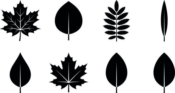 Black Silhouette Leaf Shape Collection Set with Various Tree Leaves Flat Vector Illustration for Nature Design