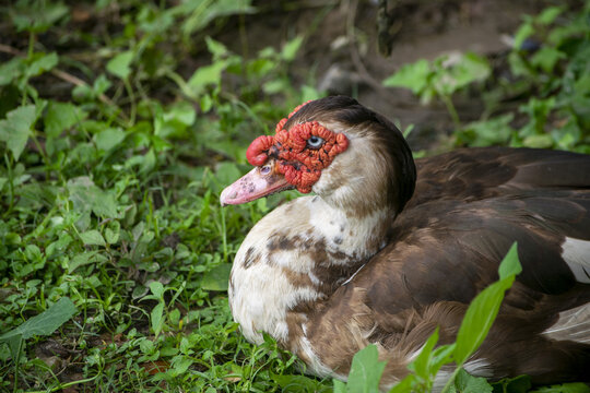 Muscovy duck with red wattle resting in lush green foliage during daylight