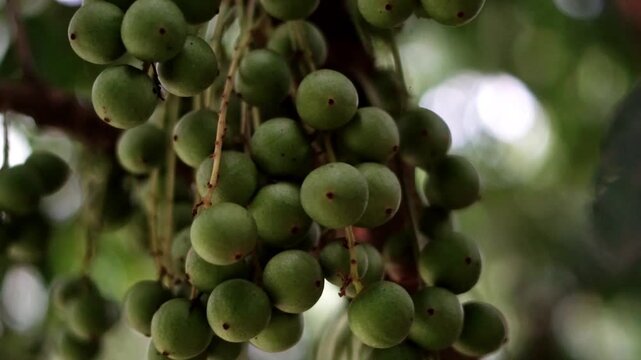 Close Up of Unripe Green Langsat Fruits Hanging on Tree Branch