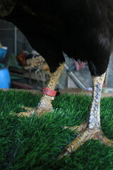 Siamese chicken feet that look like crocodile scales, which are known as superior fighting chickens  © Opran