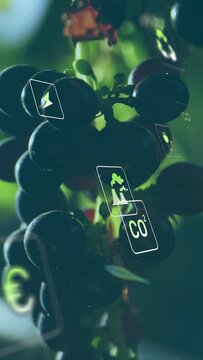 Vertical video: Light shifting over grape bunch icons emerging sliding rotating showing eco impact