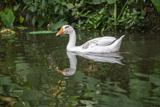White domestic goose swimming serenely in lush green water surrounded by foliage during daylight