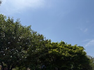 Fototapeta premium Bright Summer Sky and Lush Green Tree Leaves