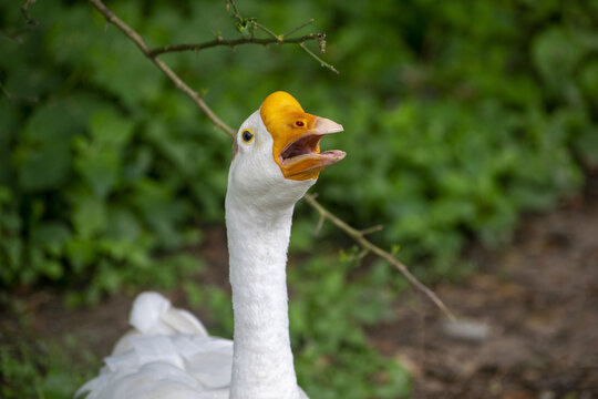 White goose with yellow crest squawking outdoors with blurred green foliage background during daytime