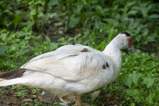 White Muscovy duck walking in lush green foliage with selective focus during daylight
