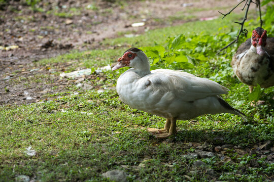 White Muscovy duck with red wattle standing on grassy ground during daytime with soft light