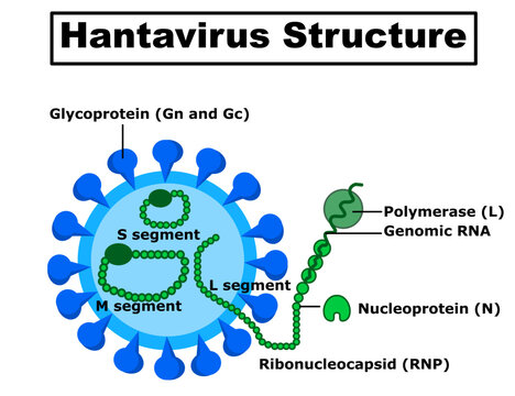 Hantavirus Structure Medical Vector Illustration for Virology, Microbiology, Infectious Disease, RNA Virus and Viral Genome Education.Infographic.HPS virus infection pulmonary syndrome HPS.
