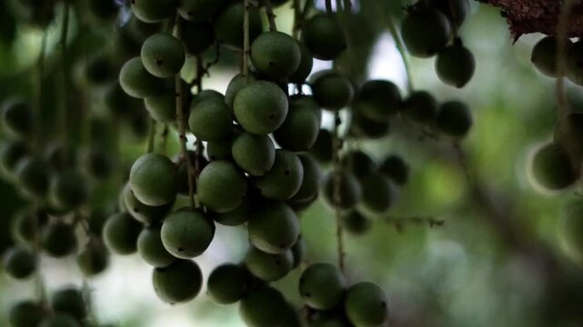 Close Up of Unripe Green Langsat Fruits Hanging on Tree Branch
