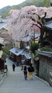 産寧坂の桜