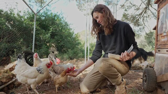 Female farmer feeding chickens by hand in permaculture coop