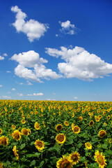 Fototapeta premium Sunflower field with cloudy blue sky