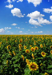 Fototapeta premium Sunflower field with cloudy blue sky