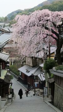 産寧坂の桜