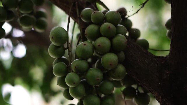 Close Up of Unripe Green Langsat Fruits Hanging on Tree Branch