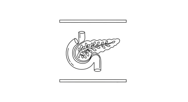 Pancreas and Duodenum Anatomy Illustration - Medical Diagram