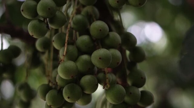Close Up of Unripe Green Langsat Fruits Hanging on Tropical Tree Branch in Natural Garden