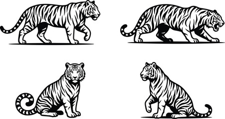 Tiger black and white vector illustration set walking stalking sitting poses isolated on white background vintage retro hand drawn line art style wildlife graphic clip art © MdMahfizur