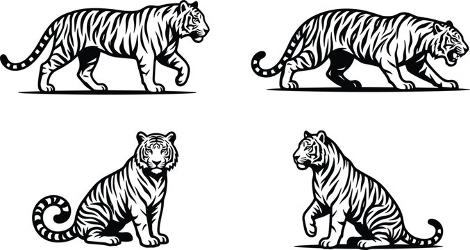 Tiger black and white vector illustration set walking stalking sitting poses isolated on white background vintage retro hand drawn line art style wildlife graphic clip art