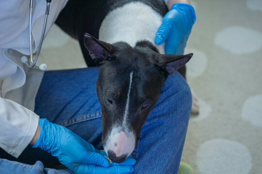 veterinarian at home giving medicine to miniature bull terrier with gentle touch wearing blue gloves for anxiety reduction and positive reinforcement, low-stress handling, fear-free vet visits
