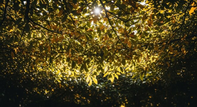 Sunlight filtering through dense autumn leaves in a forest canopy