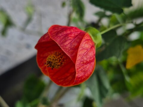 Beautiful Red Abutilon Chinese Lantern Flowers Hanging in the Garden