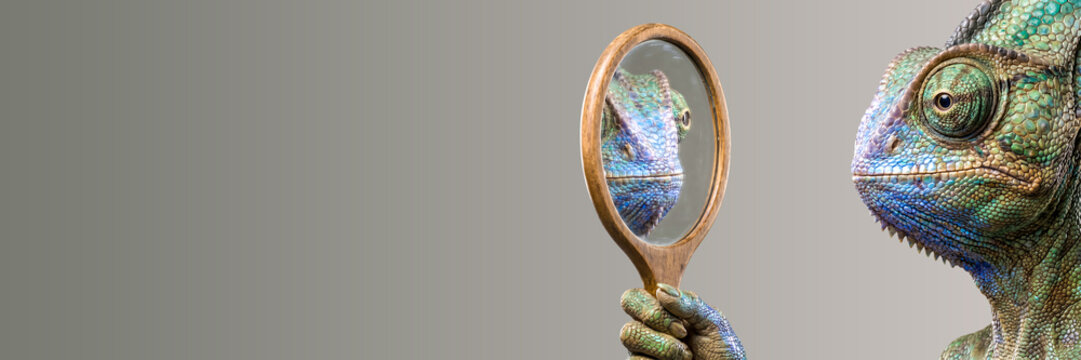 Chameleon holding hand mirror looking at reflection. Reptile examining its face in glass. Concept of self-reflection and vanity. Change and camouflage nature. banner format