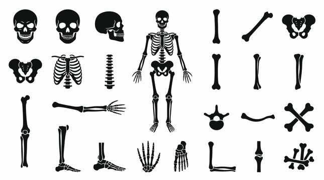 Human Skeleton and Bone Anatomy Silhouette Icon Set for Halloween and Medical Design