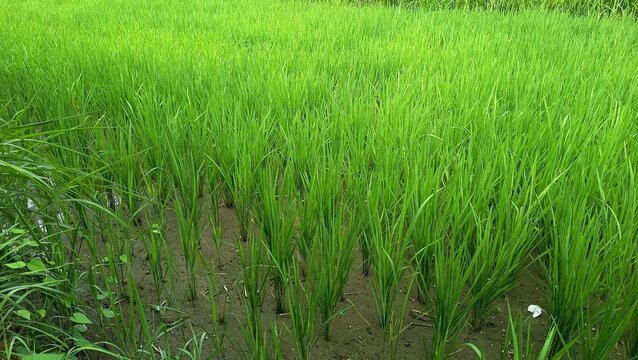 paddy plants growing in fertile wet soil