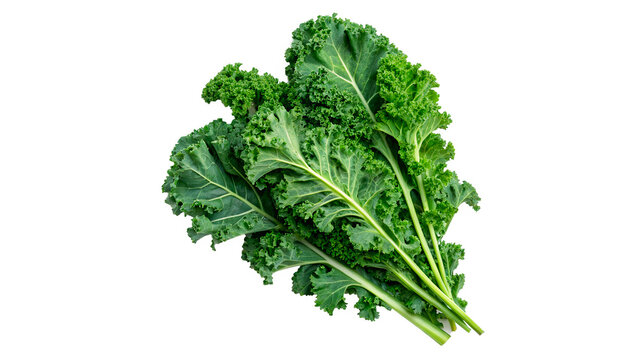 A single fresh raw organic green kale leaf healthy cooking superfood ingredient isolated on transparent background