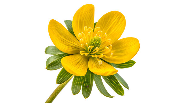 A bright yellow blooming buttercup wildflower blossom winter aconite eranthis hyemalis isolated on transparent background