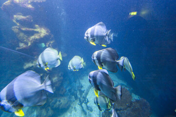 Fototapeta premium Batfish school swimming together in deep blue water inside large aquarium, wide angle view