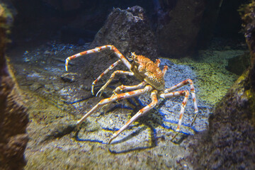 Japanese spider crab standing on rocks inside aquarium tank, eye-level close up shot. © mitarart