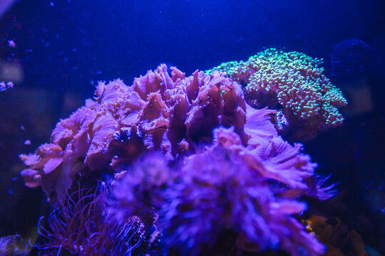 Fluorescent pink and green hard corals glowing under deep blue actinic light inside aquarium tank, close up view.