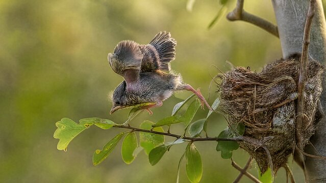 clumsily. A fledgling bird with ruffled feathers falling from its nest. wildlife magazines, conservation campaigns, designed for eco-tourism storytelling, used by food bloggers.