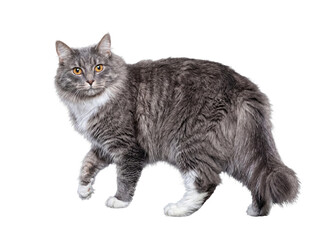 Obraz premium Majestic fluffy grey and white cat gracefully walking forward, looking directly at the camera.