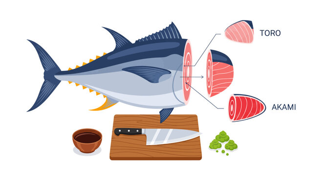 Tuna meat cuts diagram for sushi and sashimi preparation